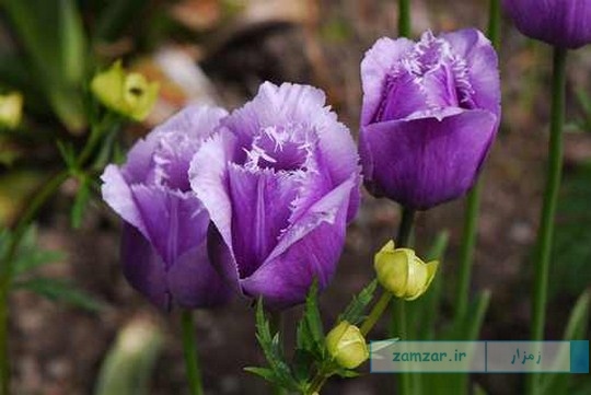 زندگی زیباست (سری 45)