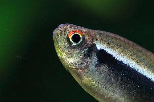 ماهی تترای نئونی سیاه (Black Neon Tetra)