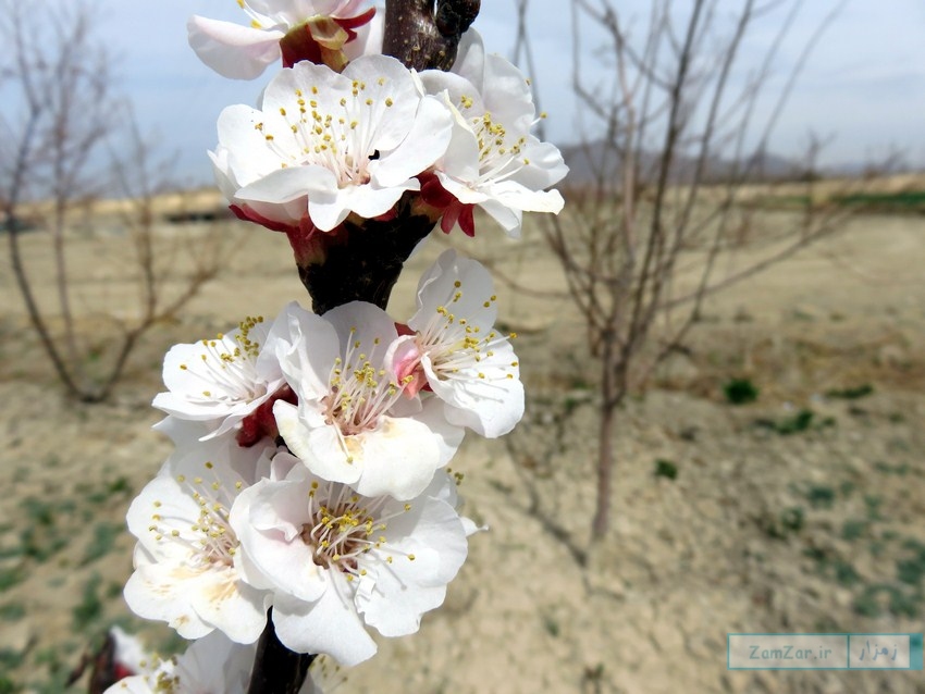 (تصاویر) شکوفه های بهاری