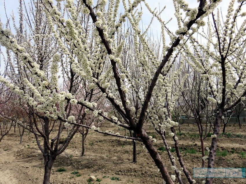 (تصاویر) شکوفه های بهاری