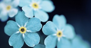 blueflowers-310x165.jpg