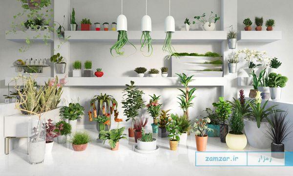 شرایط نگهداری از گیاهان در آپارتمان ها