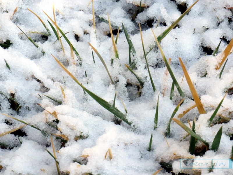 عکس هایی از بارش برف در زمستان 1395 خورشیدی در کرکوند