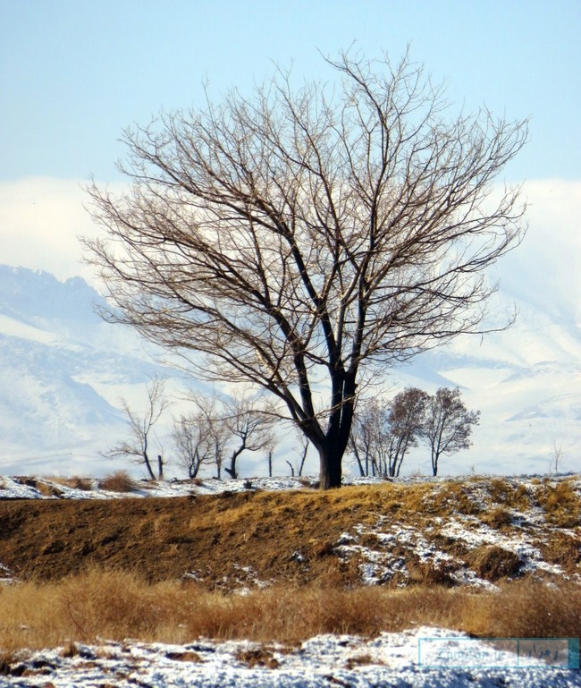 عکس هایی از بارش برف در زمستان 1395 خورشیدی در کرکوند