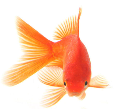 ماهی قرمز عید