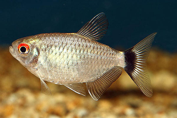 عکس ماهی تترای چشم چراغی