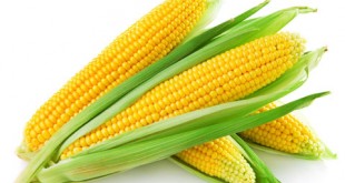 ذرت