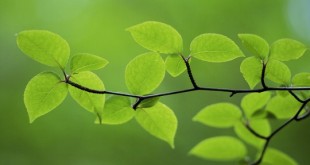 روز درختکاری