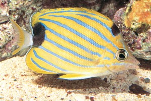 پروانه ماهی نوارآبی Chaetodon Fremblii