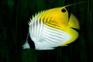 پروانه ماهی نخ باله (Chaetodon Auriga)