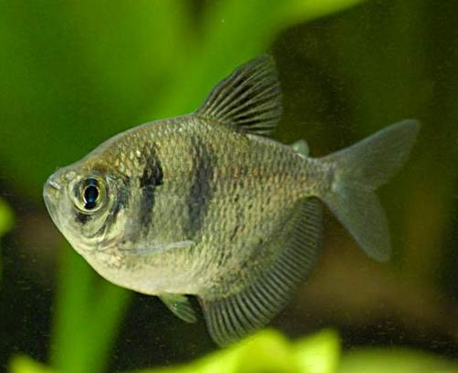 ماهی تترای سیاه (بلک ویدو)