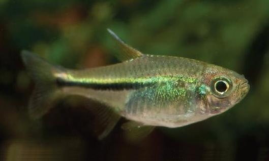 ماهی تترا نئون سبز