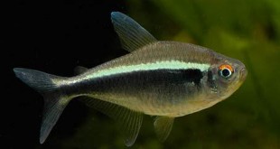 ماهی تترای نئونی سیاه (Black Neon Tetra)
