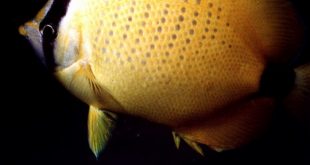 Millet butterflyfish