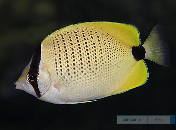 پروانه ماهی ليمويی (Chaetodon Miliaris)