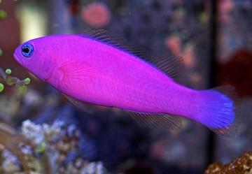 ماهی توت فرنگی (Pseudochromis Porphyreus)