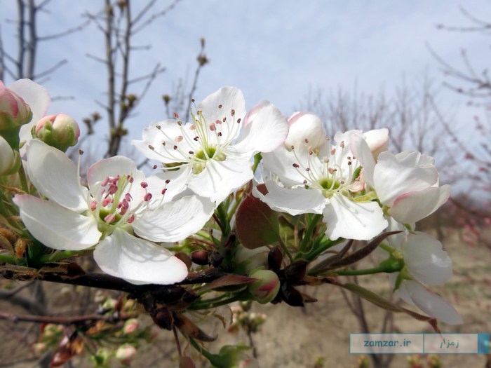 زیبایی های بهار در کرکوند