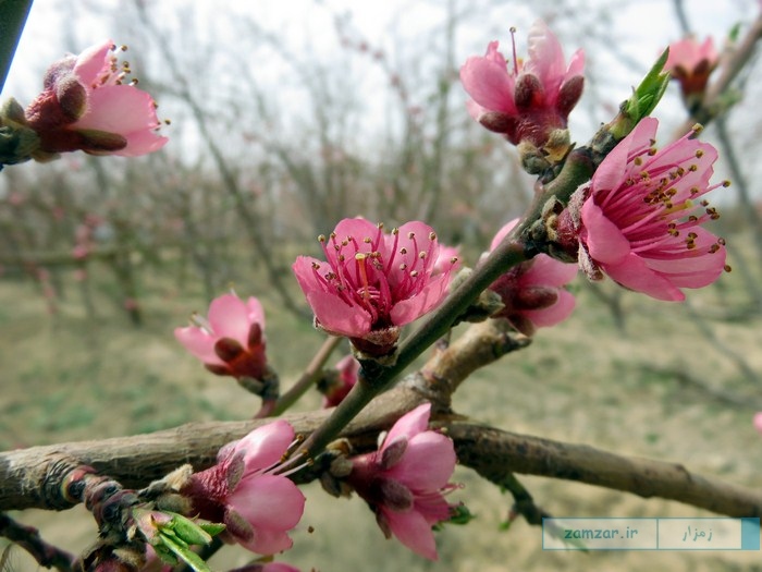 زیبایی های بهار در کرکوند