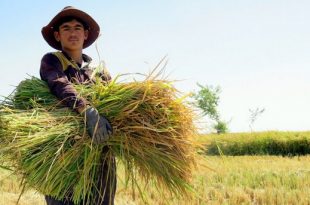 برداشت برنج از مزارع شالیکاری کرکوند