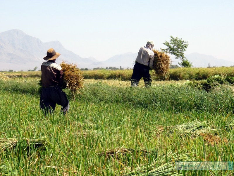 برداشت برنج از مزارع شالیکاری کرکوند