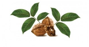 برگ گردو