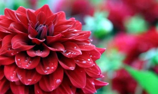 گل کوکب (Dahlia)