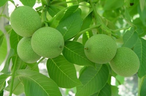 برگ گردو