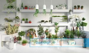 شرایط نگهداری از گیاهان در آپارتمان ها