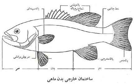 ساختمان بدن ماهی ها