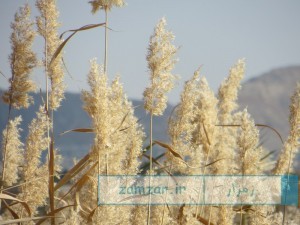 تصاویر پاییزی از شهر کرکوند