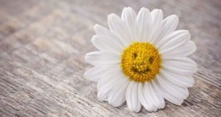 عاشقانه