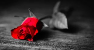 عاشقانه