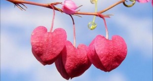 عاشقانه