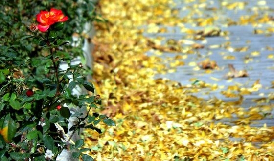 گوشه ای از زیبایی های پاییز در کرکوند