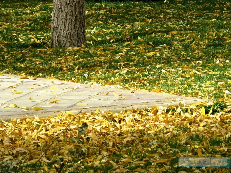 گوشه ای از زیبایی های پاییز در کرکوند