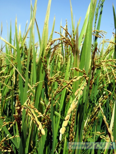 خوشه های زرین برنج (تصاویری از شالیزارهای کرکوند)