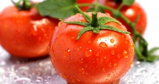 گوجه فرنگی
