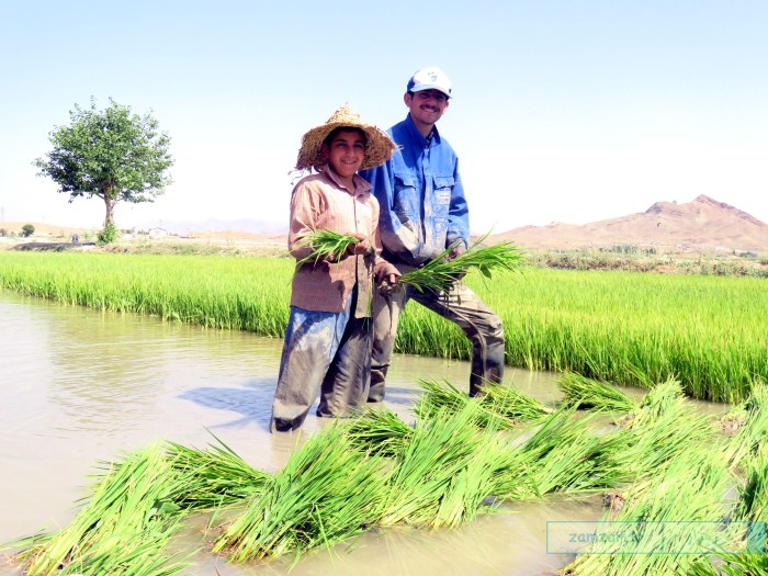 کاشت برنج در مزارع شهر کرکوند