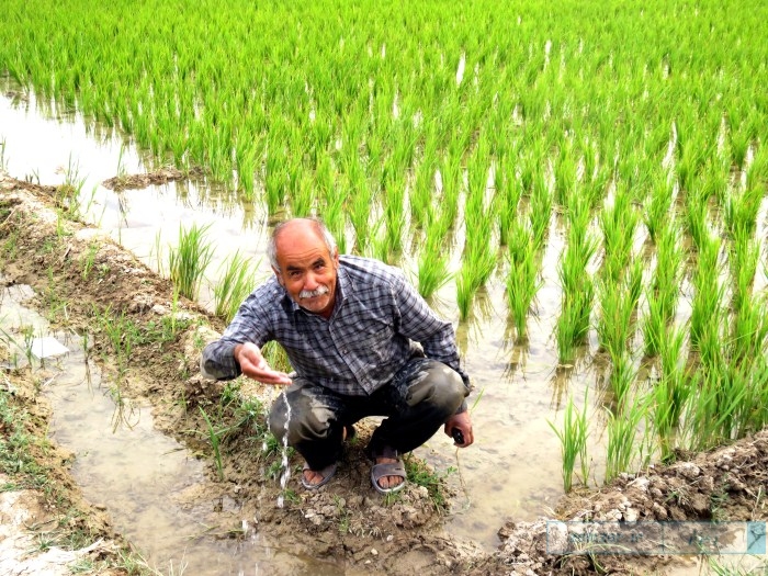 کاشت برنج در مزارع شهر کرکوند