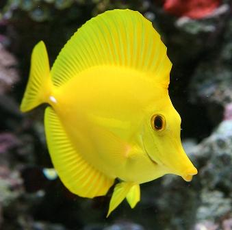جراح ماهی زرد (Yellow Tang)