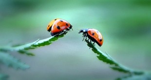 عاشقانه
