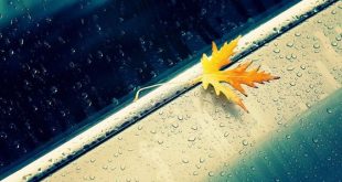 شعر