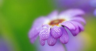 شعر عاشقانه