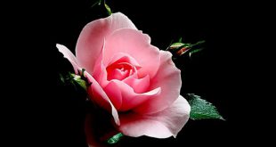 گل رز زیبا