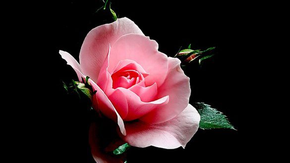 گل رز زیبا
