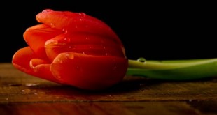گل زیبا