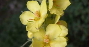 گل ماهور(خرگوشک)