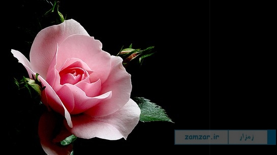 شعر